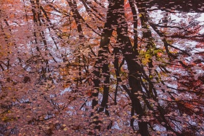 沼の水鏡を彩る紅葉2021 _10