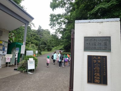 白山の街をさまよい小石川植物園にやってきました。