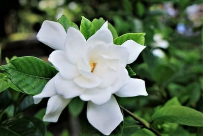 梔子の白い花～・・・♬　(^^♪ ♪