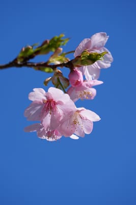 大漁桜（たいりょうざくら）