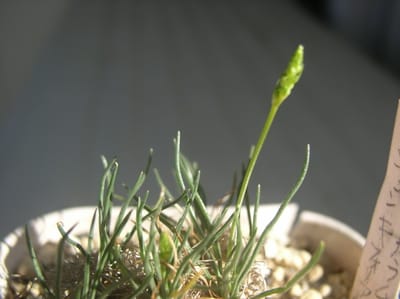 多肉球根植物世界最小級　オーニソガラム　リトプソイデスとジュンキフオリアの蕾