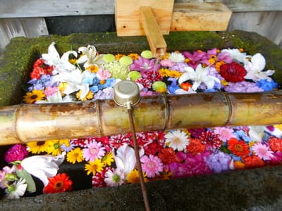 草津白根山神社の🌸花手水です。