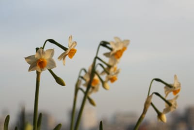 1月のお花たち　スイセン