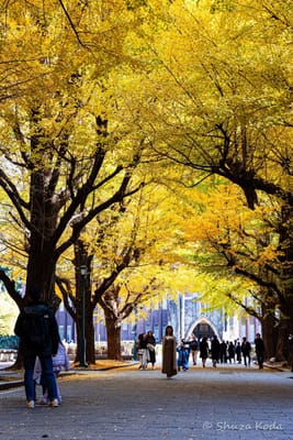 東京大学 銀杏の黄葉🍁（１）