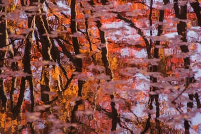 沼の水鏡を彩る紅葉2021 _05