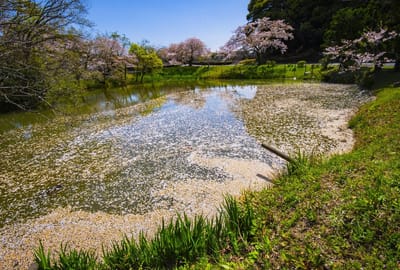 池畔の一本桜2024