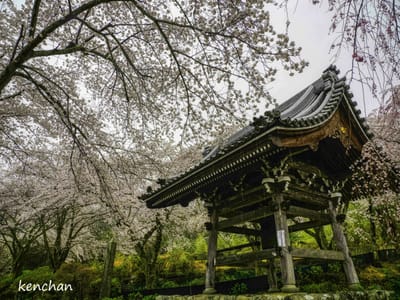 弓削寺の桜