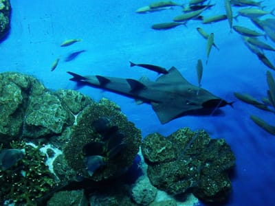 「鮫と群れ」かりゆし水族館②ー１～４ 「慶良間諸島巡りツアー２日目」   2023年１月28日