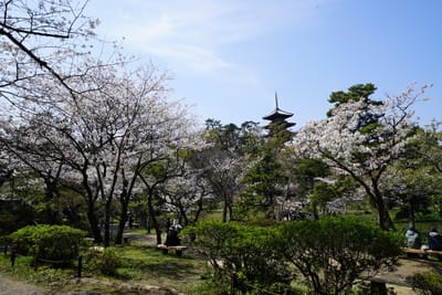 桜と三重塔