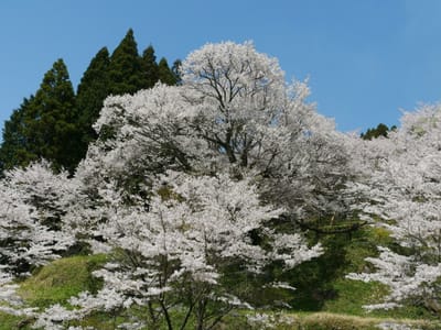 宇陀市の桜