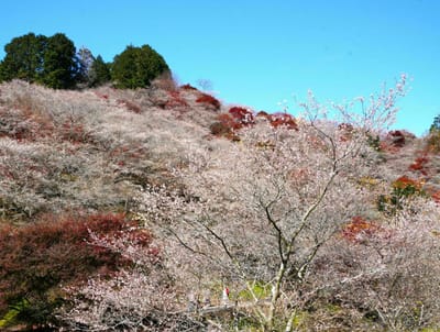 四季桜の里