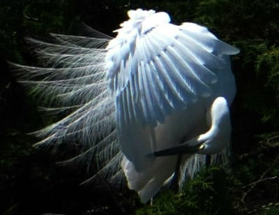 白鷺の美しき飾り羽（その４）