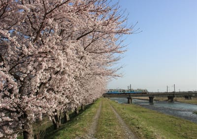 富山の鉄道春景色2021　小川縁の桜