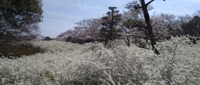 ユキヤナギとソメイヨシノ、愛知県緑化センター