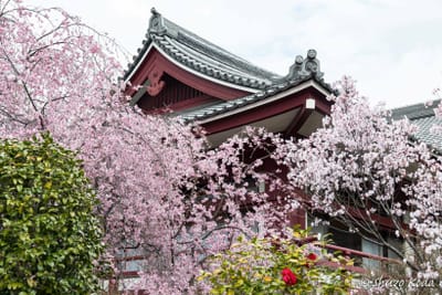 「桜と増上寺と東京タワー」 その３