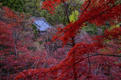 カメラぶらり散歩　大山寺の紅葉