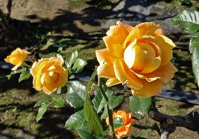 　　🌹　　横浜市西区 岡野公園の、"薔薇 バラ ばら"　　🌹　