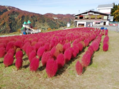 真っ赤なコキア  湯沢高原①   (奥越後奥信州の紅葉ツアー１日目 )   2022年10月27日