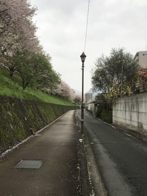 熊本市　さくらの道