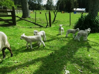 羊の子供たち