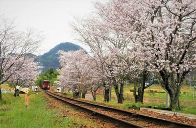 沿線桜並木