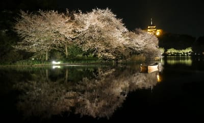 横浜・三溪園で夜桜ライトアップ！観桜会～観桜の夕べ