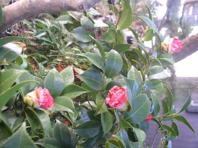 じっちゃんの椿23年二月の開花
