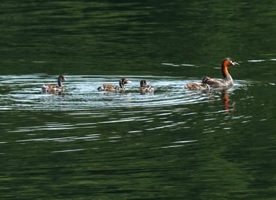 ため池の水鳥たち