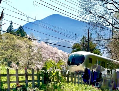 満開の桜と武甲山の前を通過する特急ラ・ビュー