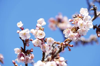 南濃羽根谷沿い 早咲き河津桜