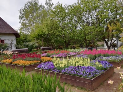メルヘンレストラン近くの花壇　　  花いっぱいのアンデルセン公園　　　　　4月22日