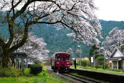 桜と列車（８）