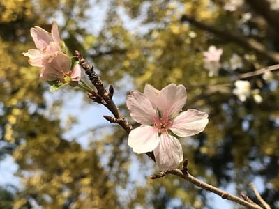 麗澤内の紅葉と10月桜