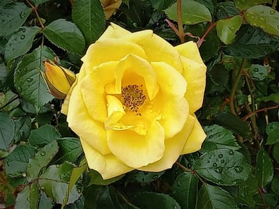 　　　🌹バラ　✿　花の 色彩美・造形美　✿　薔薇🌹