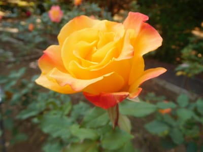 智光山公園　久しぶりにバラの花を撮った