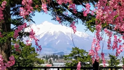 岩木山(津軽富士)と弘前公園の桜のコラボ♫　2021/4/21
