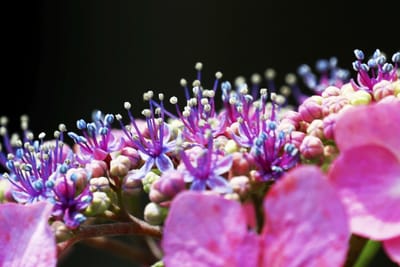 雨に冴える紫陽花