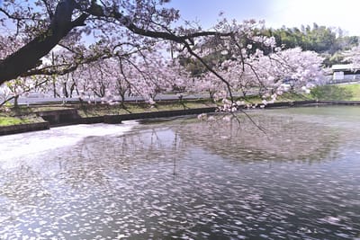 名も無い池の桜