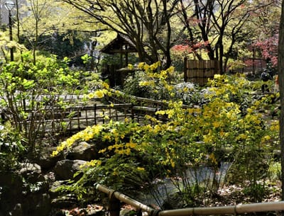 　 横浜公園 日本庭園 “彼我庭園” の　" 新緑の青葉若葉 "