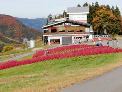 真っ赤なコキア ４   湯沢高原①   (奥越後奥信州の紅葉ツアー１日目 )   2022年10月27日