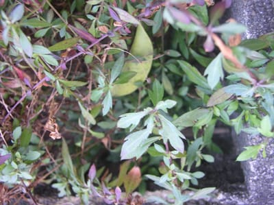 コンクリ―の隙間の源平小菊(エリゲロン)越冬発芽の姿