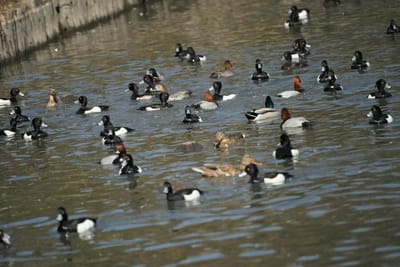 大池の鳥