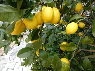 たわわに実った徳島牟岐別荘のレモン