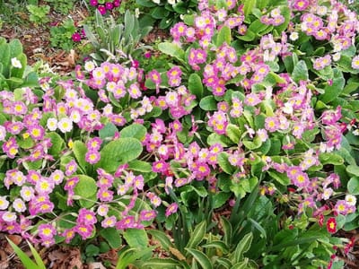 花の小径②　　　柏市南部公園の花々     2021年４月３日