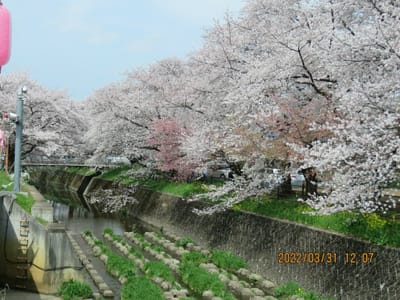 地元所沢東川の桜満開