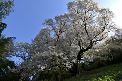 2023.3.31 大山桜