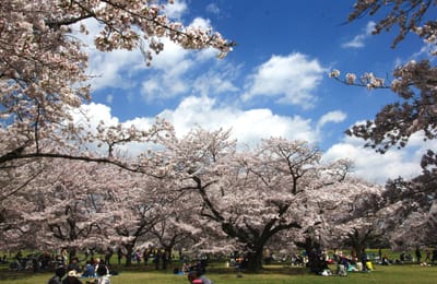 昭和記念公園 7 桜の園 