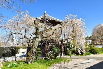 小川町　西行寺の枝垂れ桜