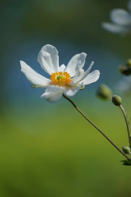 白い秋明菊
