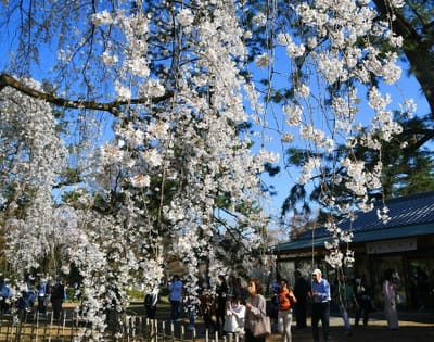 京都御苑の桜・Ⅱ
